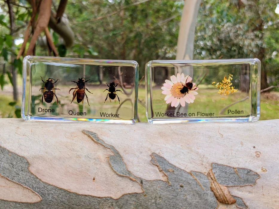 HiveCycle – Honigbienen-Lebenszyklus-Präparateset für Kinder ab 4 Jahren – Lehrt Biologie, Sequenzierung & Insektenkunde