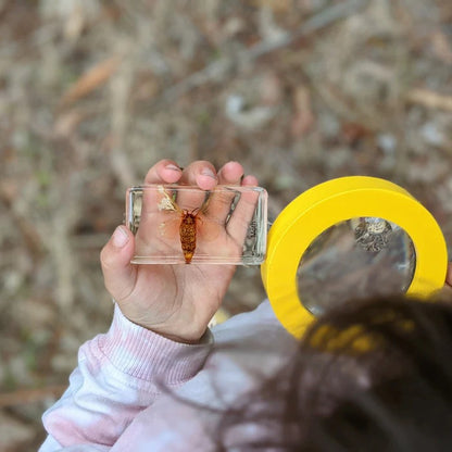 HiveCycle – Honigbienen-Lebenszyklus-Präparateset für Kinder ab 4 Jahren – Lehrt Biologie, Sequenzierung & Insektenkunde
