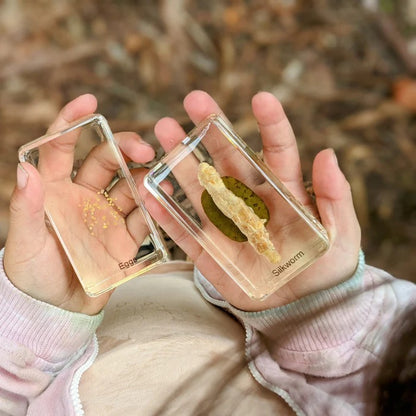 HiveCycle – Honigbienen-Lebenszyklus-Präparateset für Kinder ab 4 Jahren – Lehrt Biologie, Sequenzierung & Insektenkunde