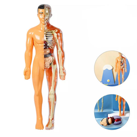 SmartTorso - Menschen Anatomisches Modell